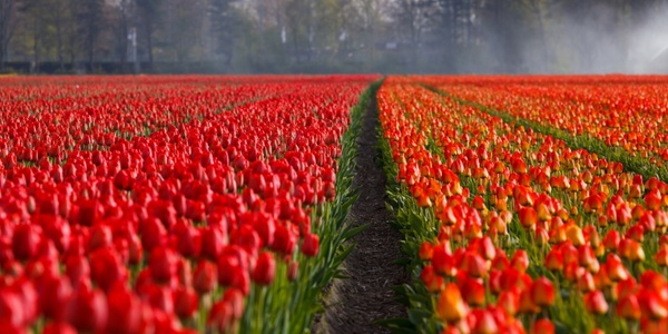 tulips tulip field
