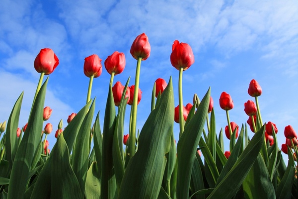 tulips tulip field