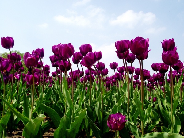 tulips tulip field nature 