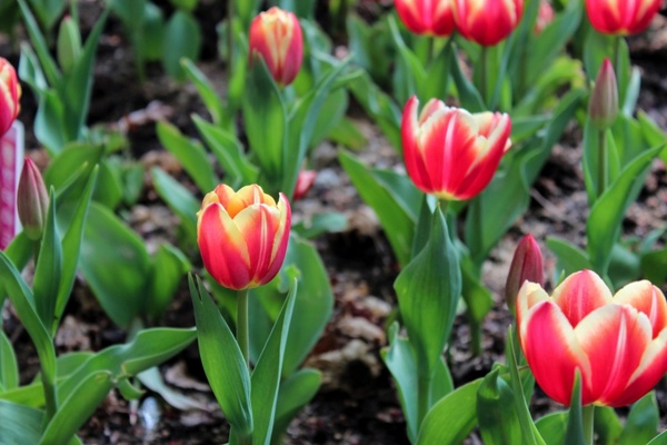 tulips tulip fields flower