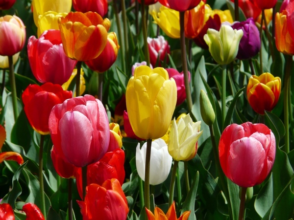 tulips tulpenbluete flowers