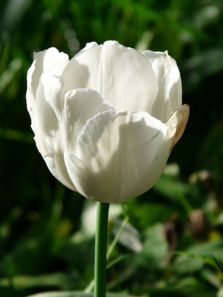 tulips white beautiful