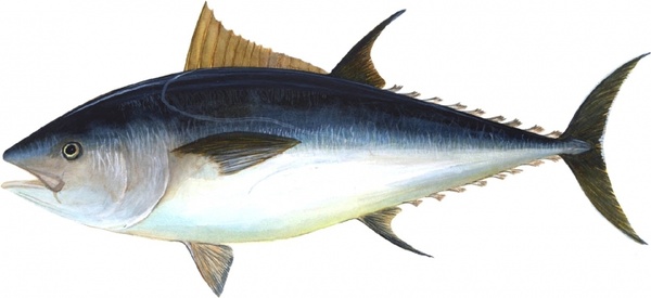 tuna fish bigeye tuna 