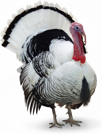 turkey highdefinition picture 