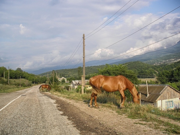 turkey horses road