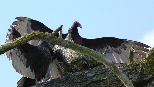 turkey vulture 593