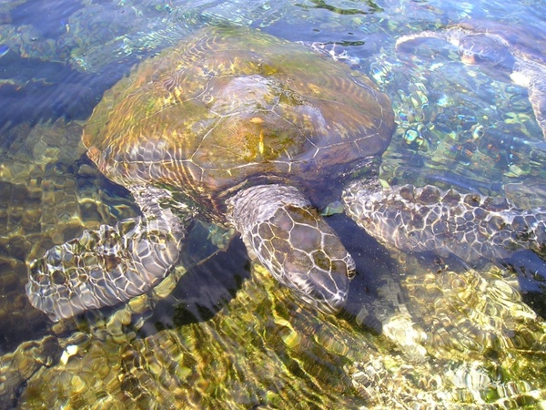 turtle animal water creature
