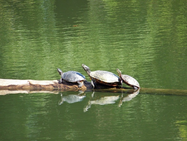 turtle animal wildlife