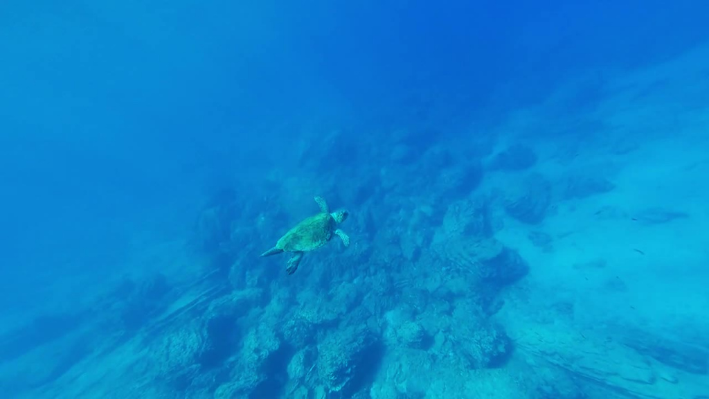turtle diving in clear deep sea