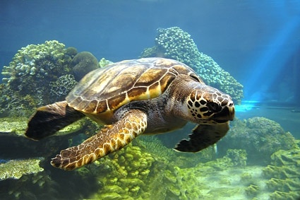 turtle picture 