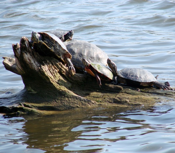 turtle pile up