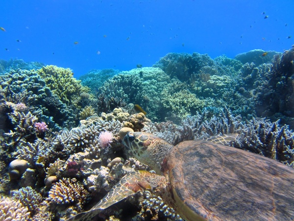 turtle sea underwater 