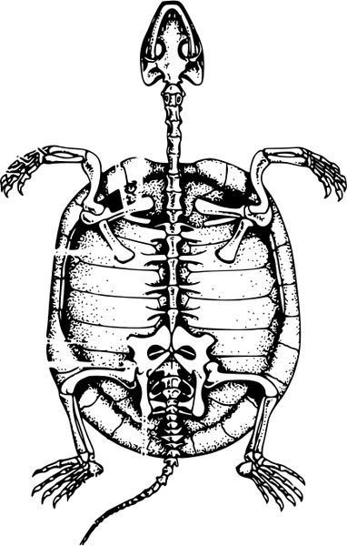 Turtle skeleton