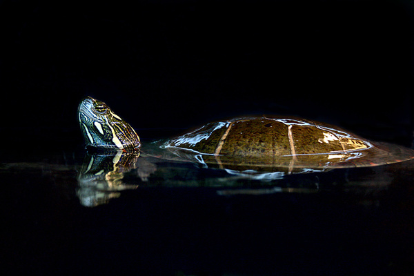 turtle spa