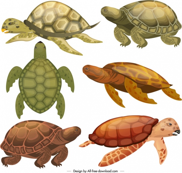 turtle species icons colored modern sketch