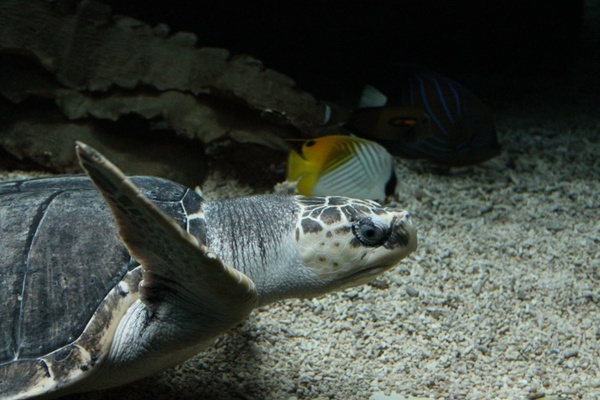 turtle zoo underwater