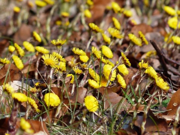 tussilago farfara flower yellow