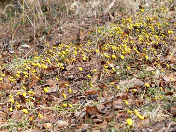 tussilago farfara flower yellow