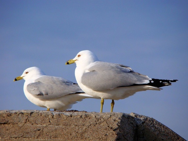 twin seagulls
