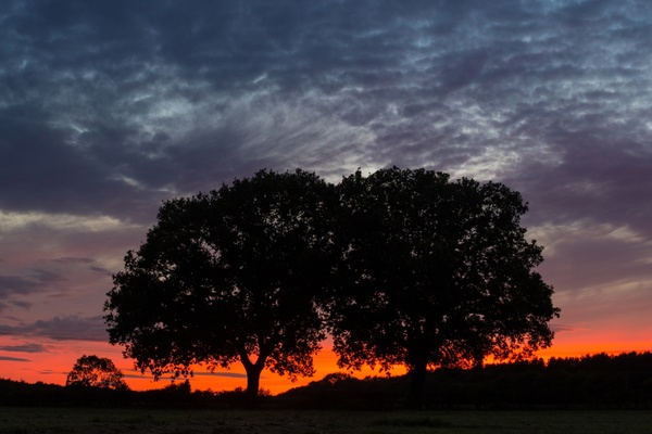 twin trees and a burning horizon