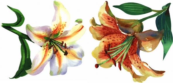 two handpainted watercolor lilies hd picture