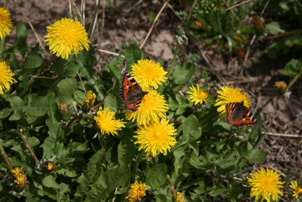 two red admirals on dandelions