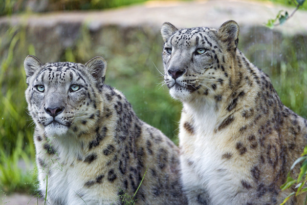 two snow leopards