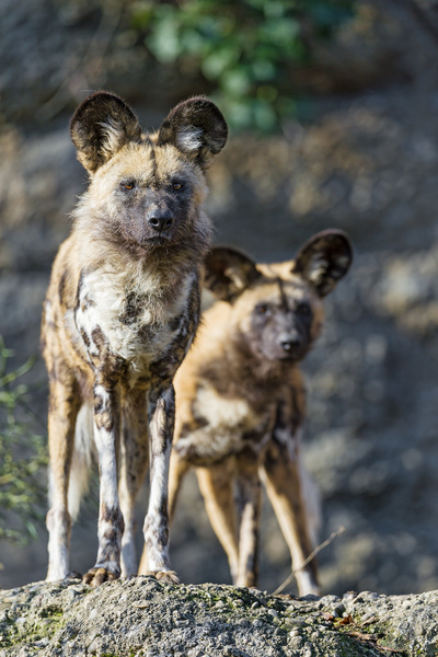 two wild dogs