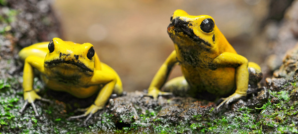 two yellow frogs
