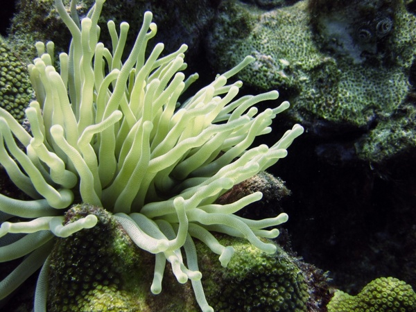 underwater anemone diving