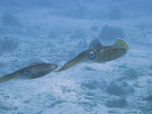 underwater dive squid