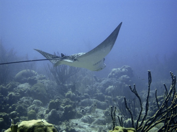 underwater diving ray