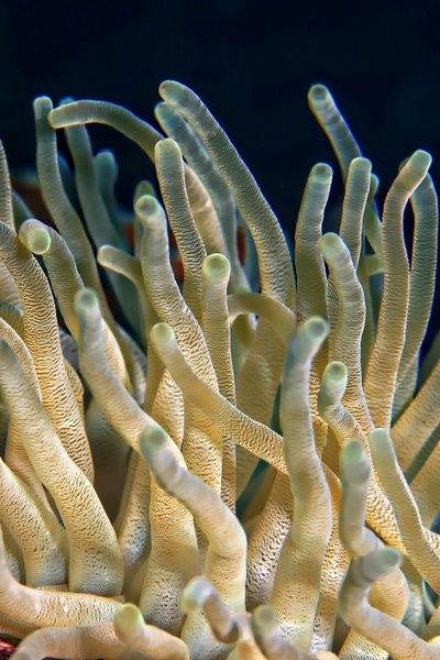 underwater plant coral