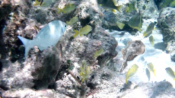 underwater snorkel scuba