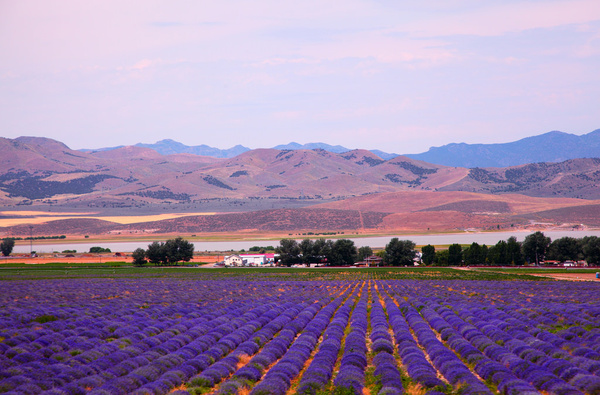 utah lavender field 