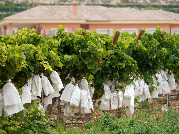 uva de mesa embolsada de vinalop 