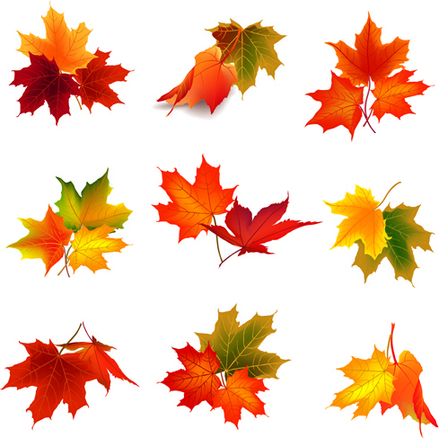 Various autumn leaves vector set Vectors graphic art designs in ...