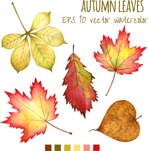 various autumn leaves vector set