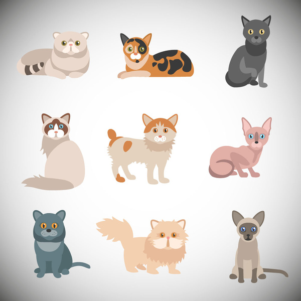 various cats vector illustrations with color style