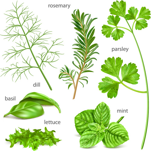 various herbs vector