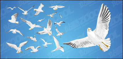 Various movements of seagulls vector material