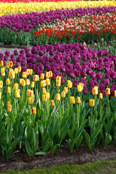 various tulips
