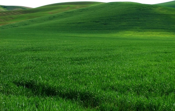 vast expanse of green grass hd picture 