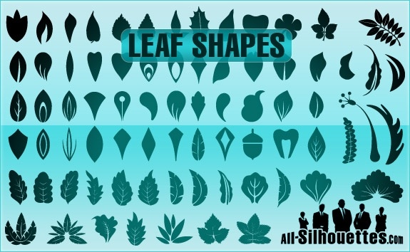 leaf shapes