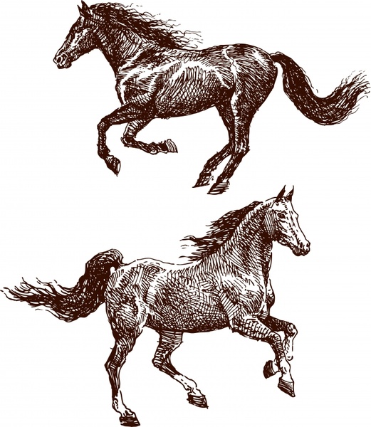 vector line art animal horse