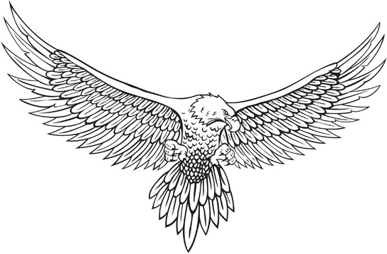 vector line drawing of the eagle