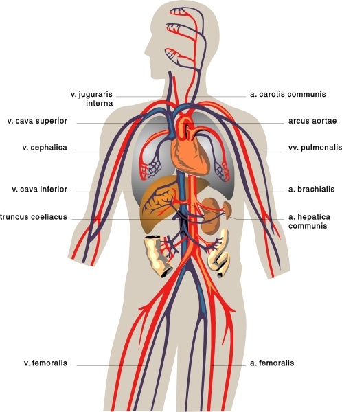 Veins Medical Diagram clip art