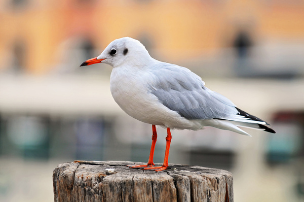 venetian seagull