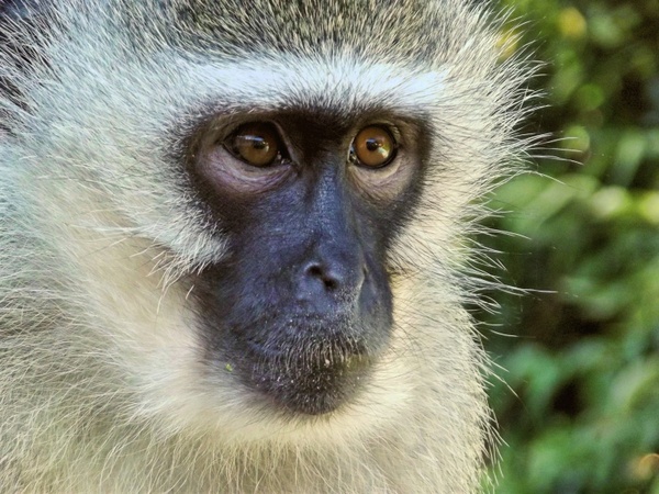 vervet monkey female