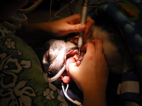 vet cleaning dog039s teeth